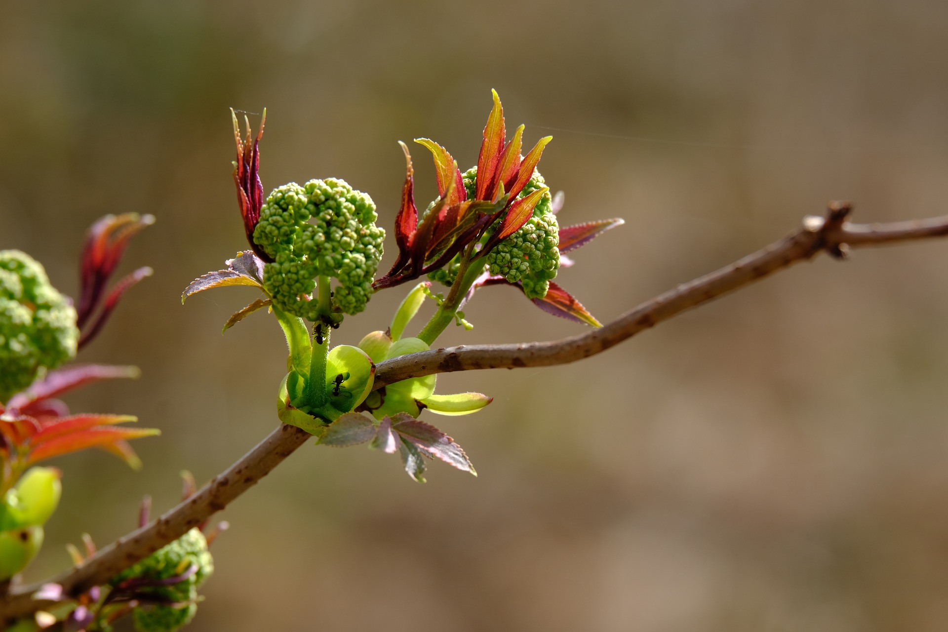 Quelle Gemmoth Rapie Et Pourquoi Le Pouvoir Des Bourgeons