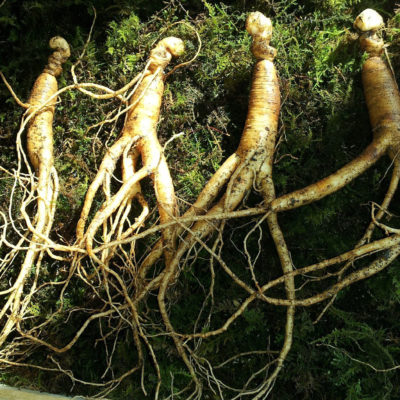 Fabuleux Ginseng avec Sylvain Latapie et Yohan Benoit de Jardins d’occitanie