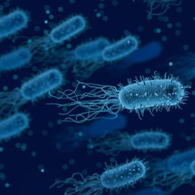 Le microbiote avec Patrick Martini du laboratoire Mint-e