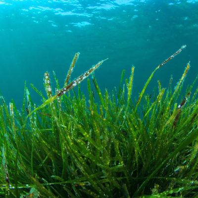 Précieuse Spiruline avec Louis-Benoit Hug de chez Valebio