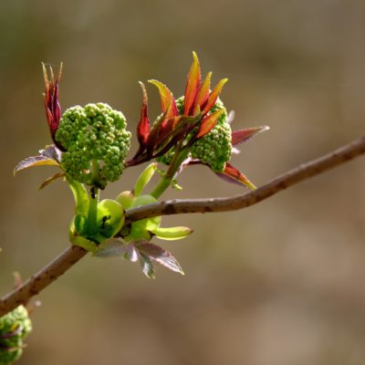 Quelle gemmothérapie, et pourquoi ?