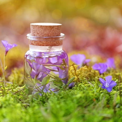 Elixirs floraux : Comment l’énergie des fleurs agit-elle sur nous ?