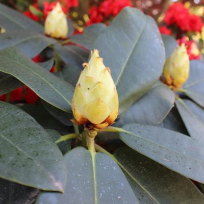 Extraits de plantes fraîches: Les indispensables.