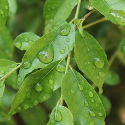 Les oligo-éléments végétaux bio: Plus efficaces et meilleurs pour l’environnement ?