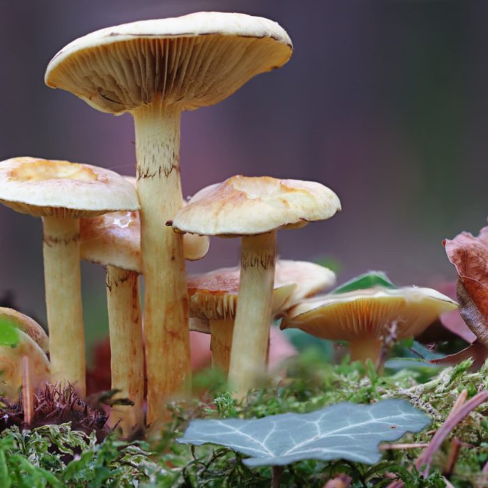 La mycotherapie: l’importance de la provenance des champignons