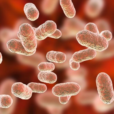 Microbiotes et Probiotiques : Comment s’y retrouver ?